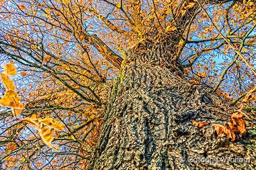 Up A Tree_30328.jpg - Photographed at Smiths Falls, Ontario, Canada.